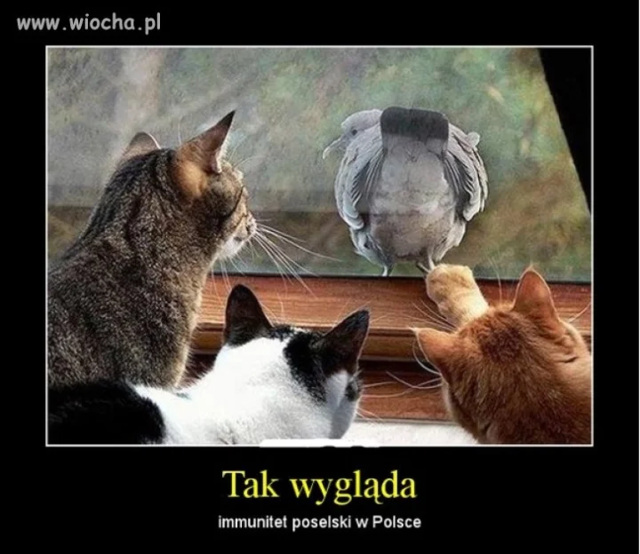 Tak wygląda immunitet poselski