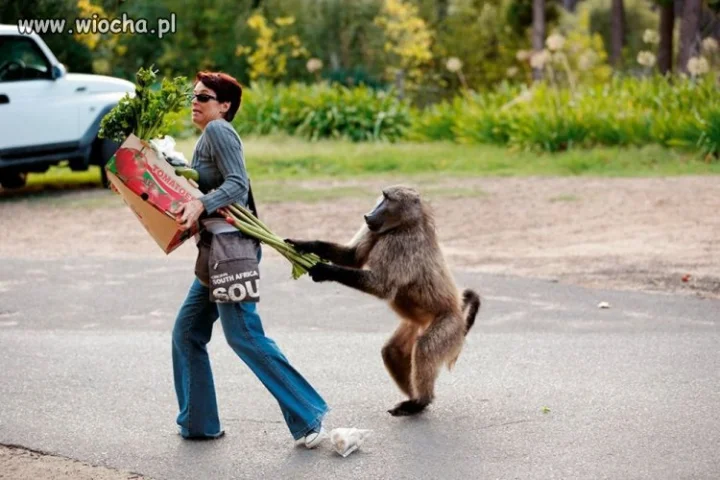 A to małpa 