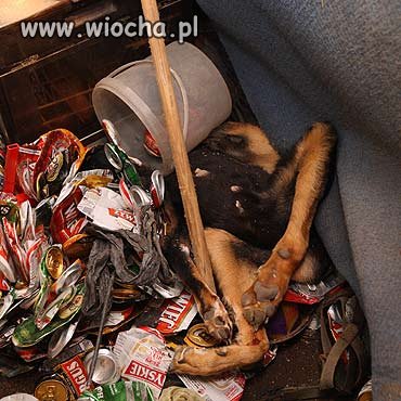 Pies najlepszym przyjacielem człowieka...tak mówią