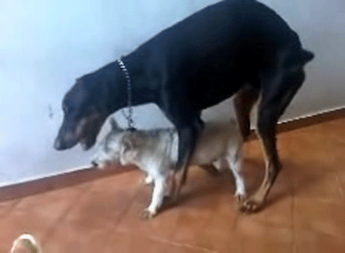 Lubisz to suko