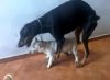 Lubisz to suko