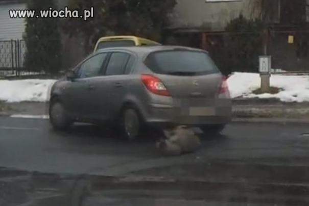  Lubartów :przejechał Psa jadąc 5 km /h i uciekł!!