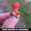 Śmietany???