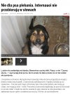 Nie dla psa plebania...