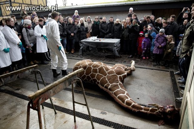 W zoo zabili i poćwiartowali żyrafę.