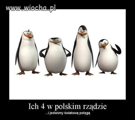 Pingwiny lepsze niż...
