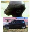 Homo Multipla