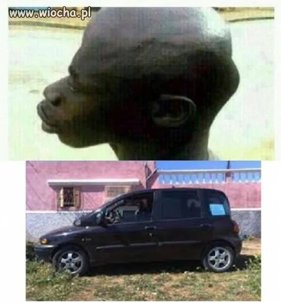 Homo Multipla