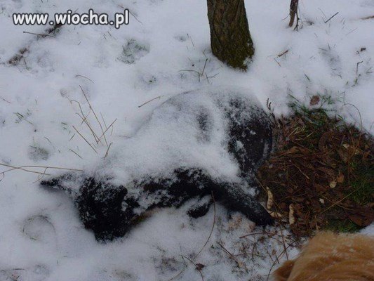 Okrucieństwo ludzi, wyrzucają psy na mróz
