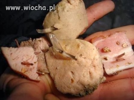 Dłużec koło Wolbromia