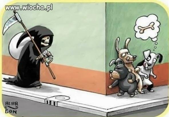Dostawca kości