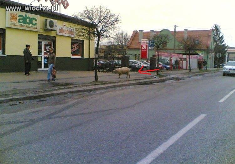 Wyszła się przewietrzyć