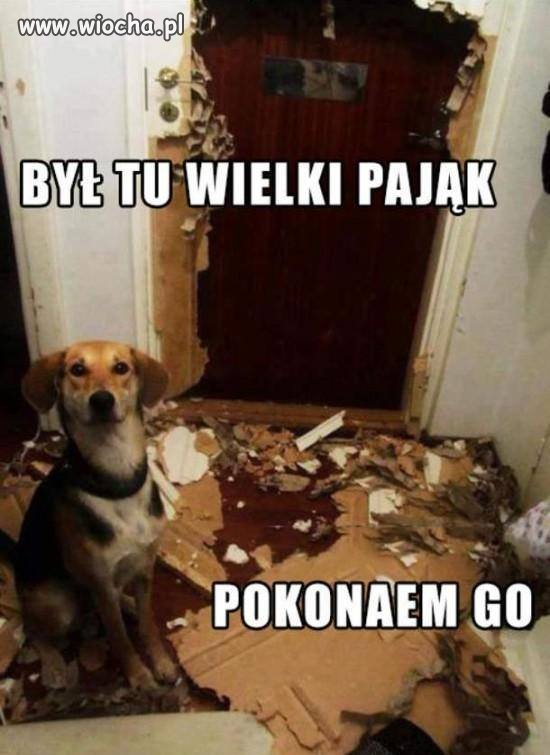Swój swojego pozna  