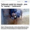 Uważaj... wróg...