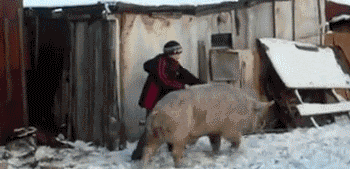  Mówi się ,,pasuje jak świni siodło'