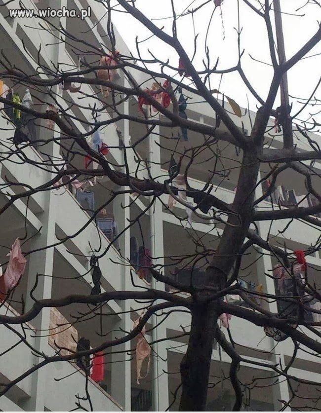 Pierwsze oznaki wiosny?