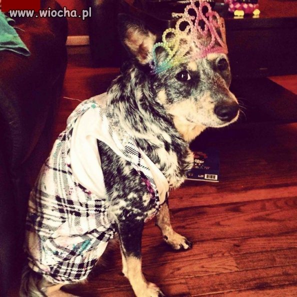Królowa jest tylko jedna
