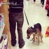 Wieśniak z walmartu.