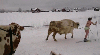 Zaprzęg