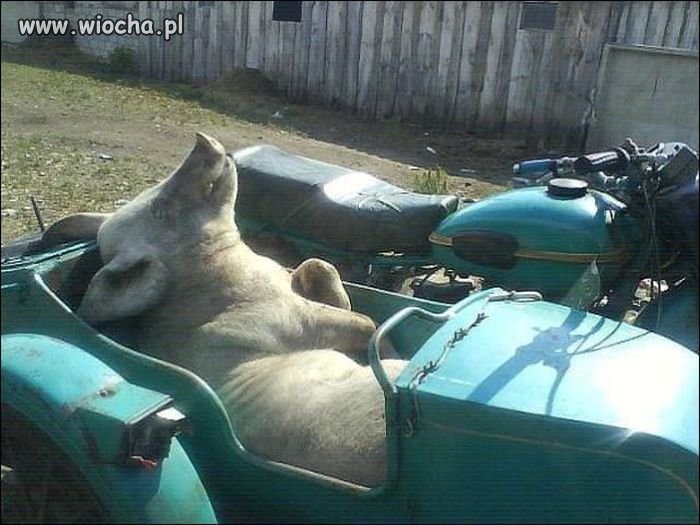 Rozłożyła się jak świnia