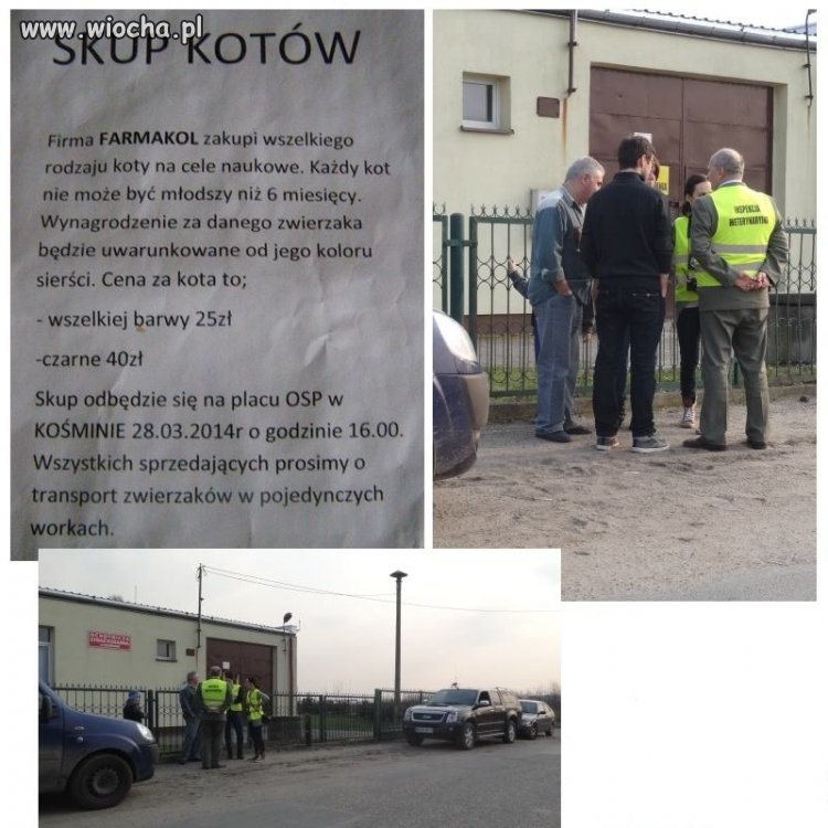 Skup Kotów