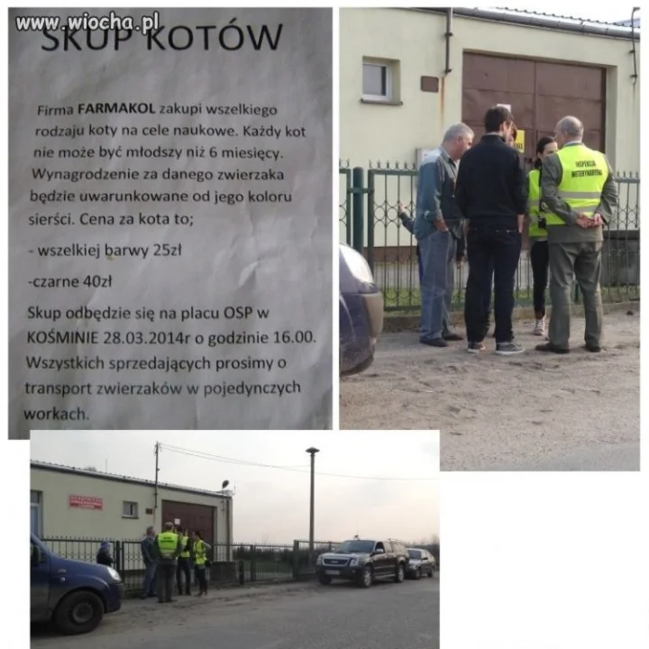 Skup Kotów