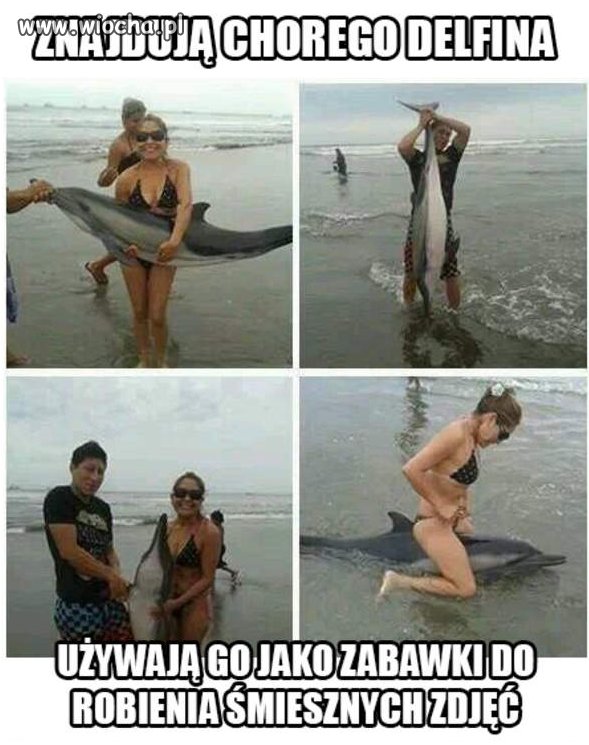 Znajdują Chorego delfina.