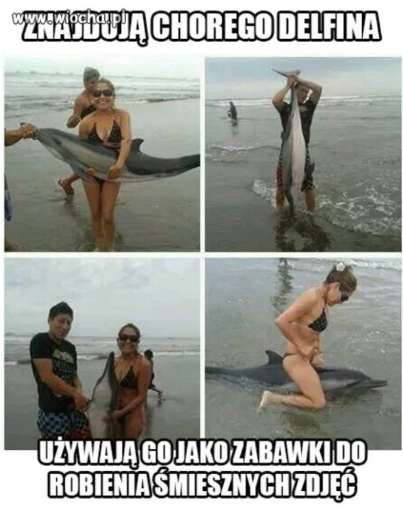 Znajdują Chorego delfina.