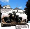 Przy korycie tętni życie 