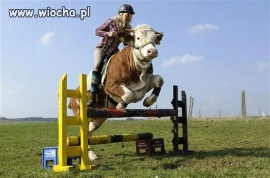 Takie tam... 