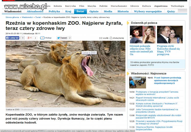 Najpierw żyrafa, a teraz 4 biedne lwy!