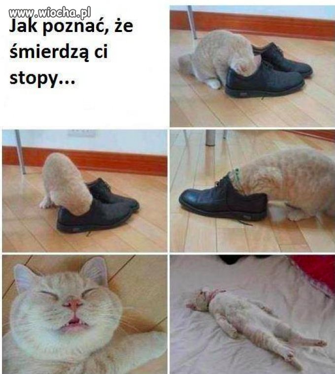 Kup sobie kotka to się dowiesz 