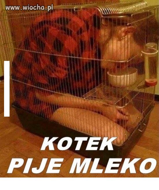 Spragniona Kotka czeka na Swojego Kocurka