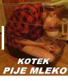 Spragniona Kotka czeka na Swojego Kocurka
