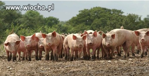 Przygotówka do wyborów parlamentu.
