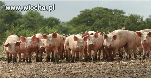 Przygotówka do wyborów parlamentu.