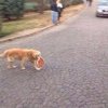 I moja kolacja poszła na spacer
