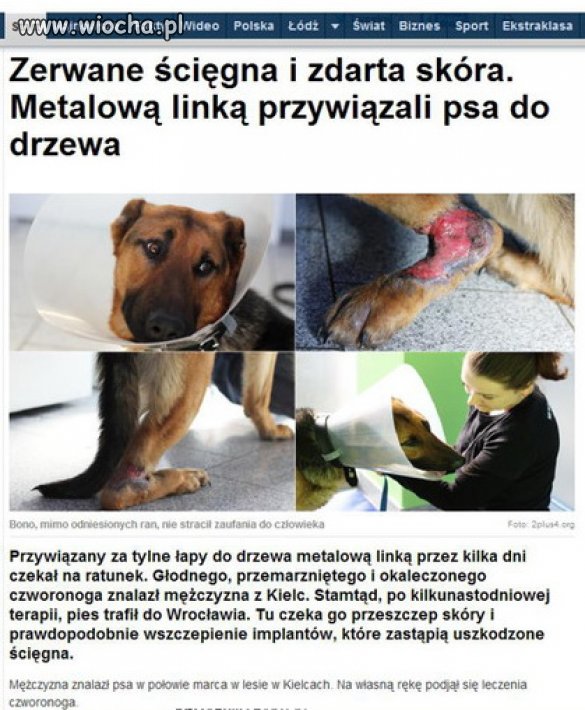 Zero litości dla takich zwyrodnialców
