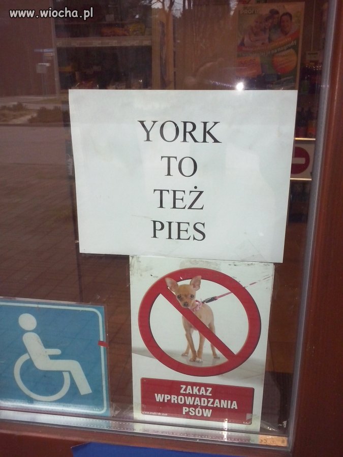Ciekawe... york też psem...