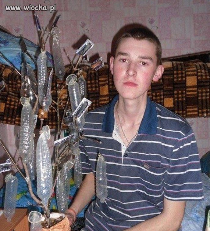 Gimbusowa choinka.