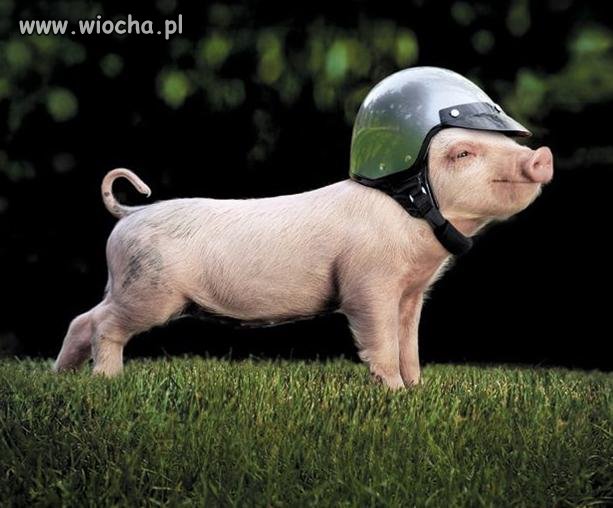 Wybory już blisko 