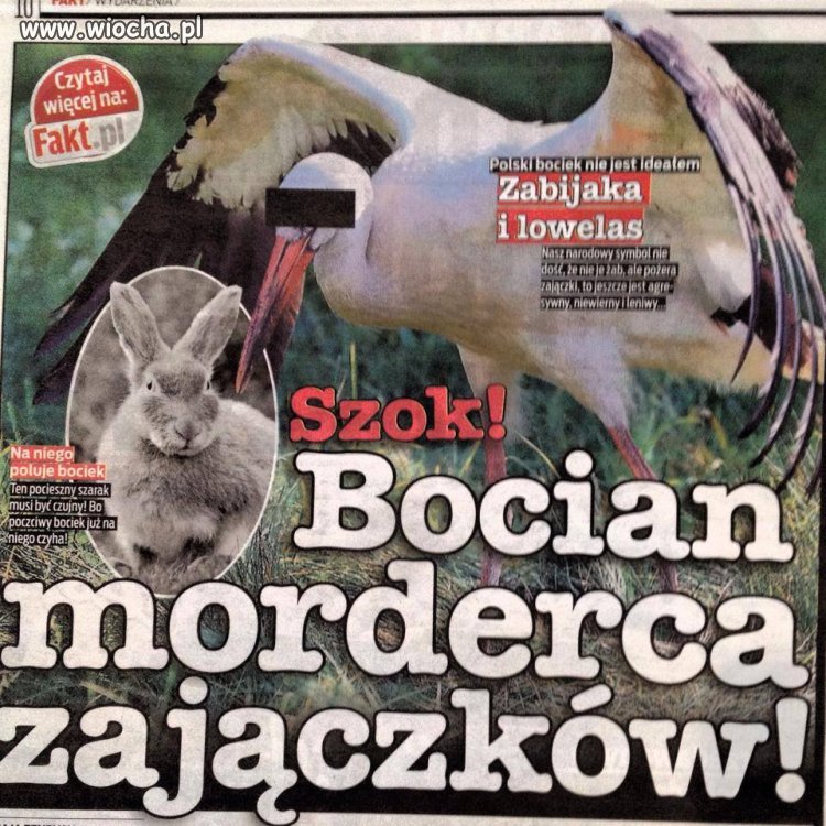 Fakt Szuka nowych sensacji 