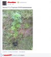 Lans na fejsbusiu 
