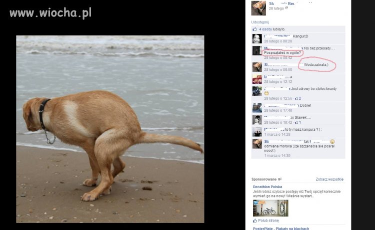 Polski burak na obczyźnie