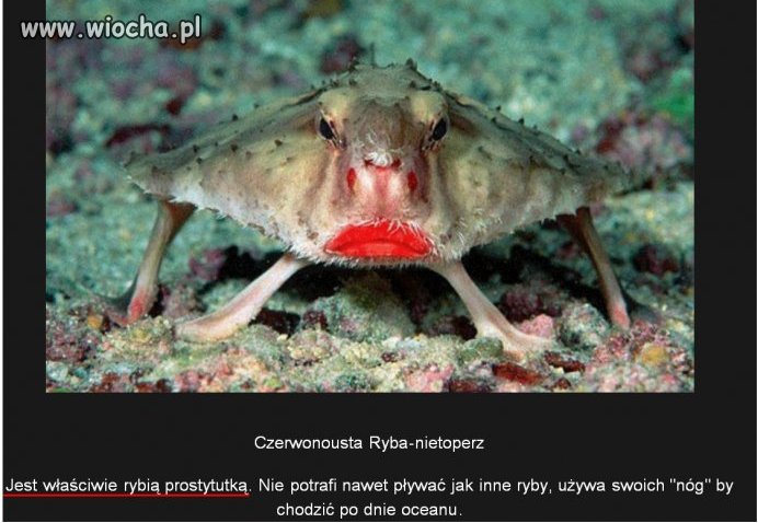 Rybka