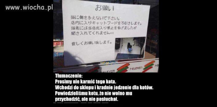 Co za kot
