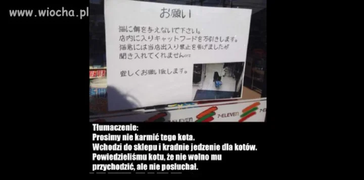 Co za kot