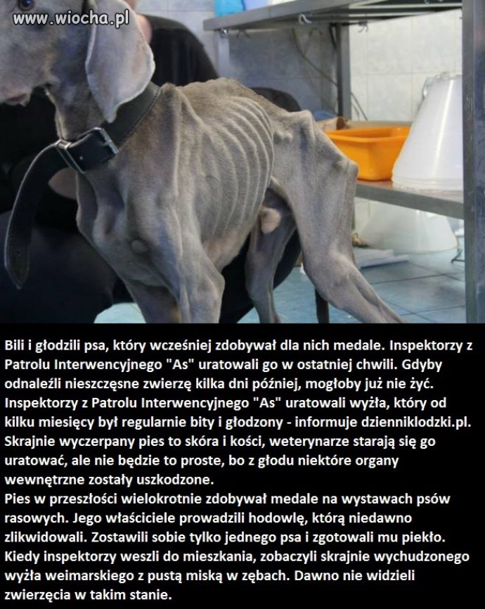 Najbardziej zwierzęcy jest człowiek