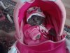 Biedny kot...