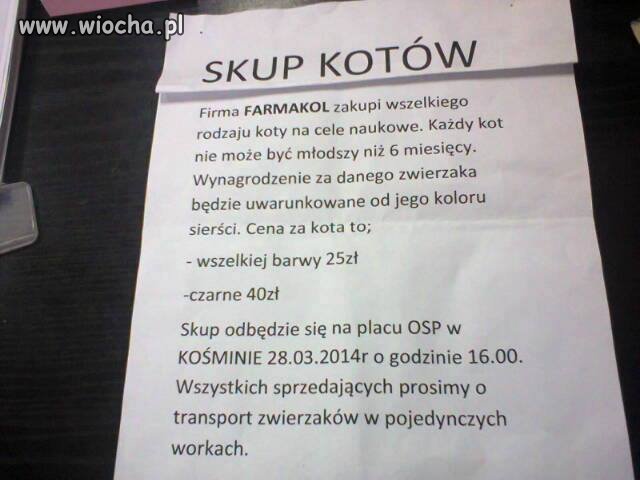Skup kotów...